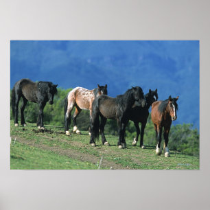 Poster Chevaux sauvages de mustang dans les montagnes