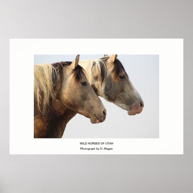 POSTER CHEVAUX SAUVAGES DE PHOTOS DE L'UTAH (Devant)