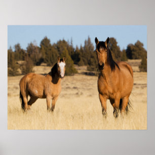 Poster Chevaux sauvages, Montagnes des Steens