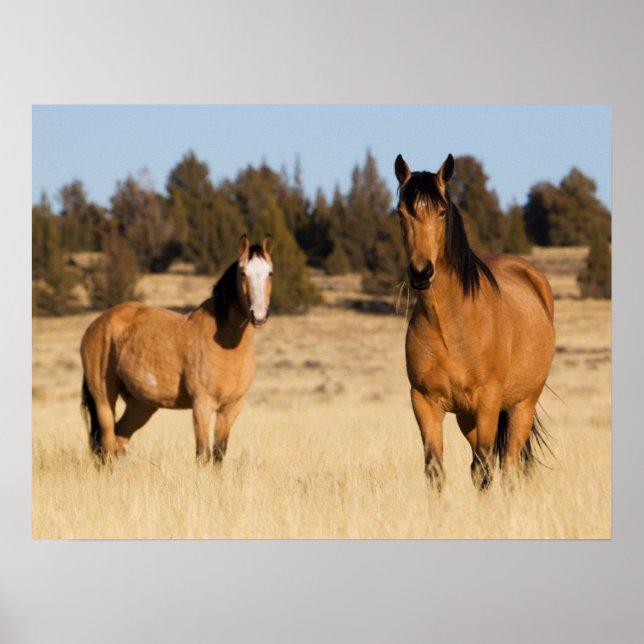 Poster Chevaux sauvages, Montagnes des Steens (Devant)