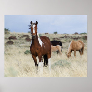 Poster Chevaux sauvages, Montagnes des Steens