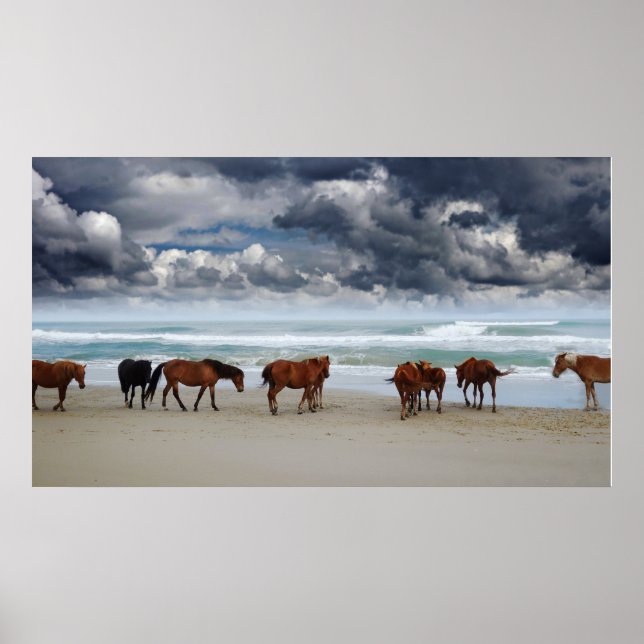 Poster Chevaux sauvages Outer Banks Corolla NC (Devant)