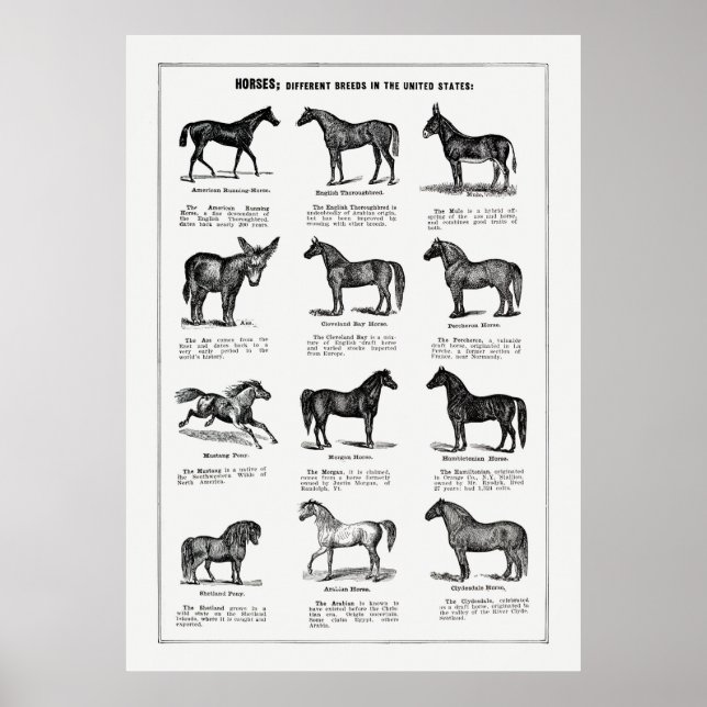 Poster Chevaux se reproduit (Devant)
