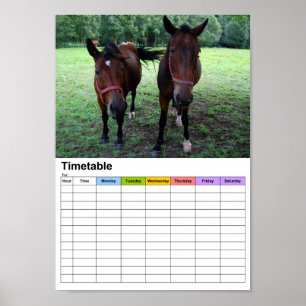 Poster Chevaux sur pâturage / Horaires