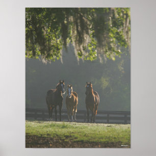 Poster Chevaux trois quarts debout dans la fosse