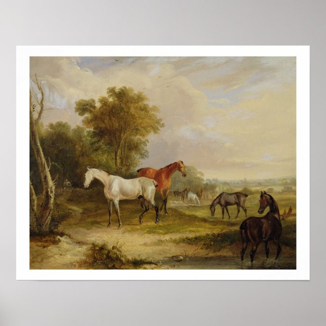 Poster Chevaux : Un Stallion gris pâturant avec des Mares (Devant)