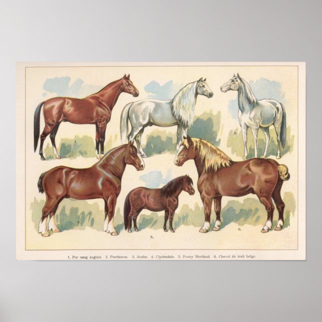 Poster Chevaux vintages (Devant)