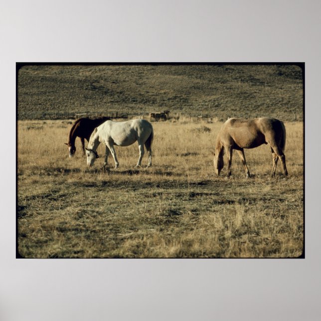 Poster Chevaux vintages (Devant)