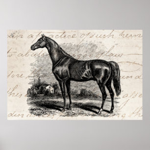 Poster Chevaux vintages de pur sang de cheval de course