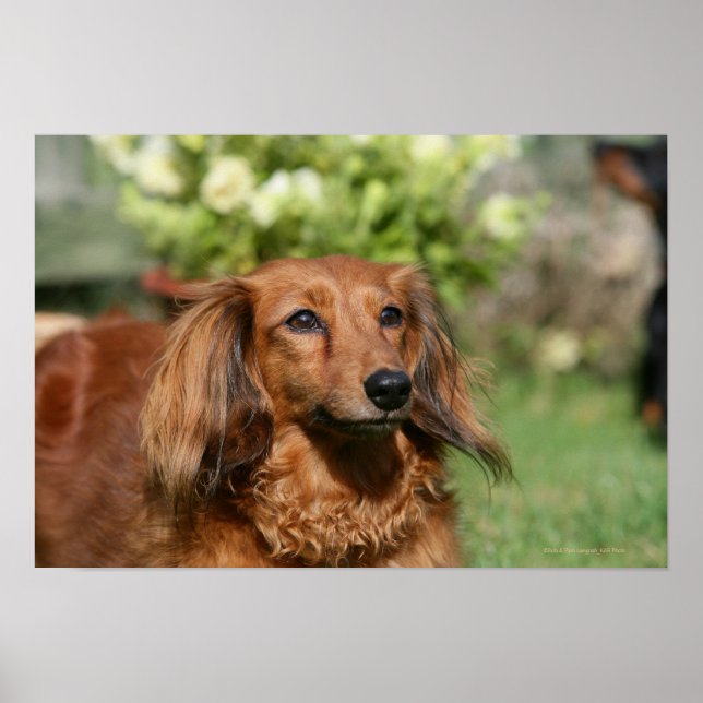 Poster Cheveux miniature rouge (Devant)