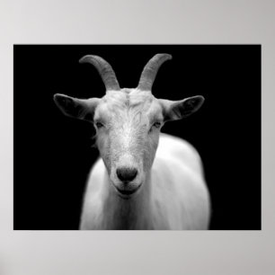 Poster Chèvre