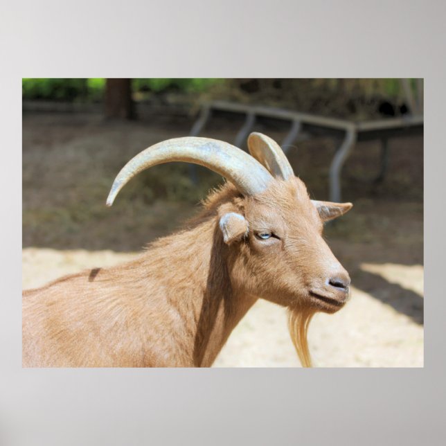Poster Chèvre (Devant)