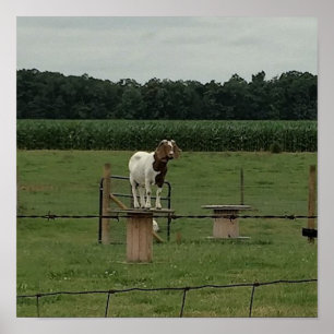 Poster Chèvre à une ferme