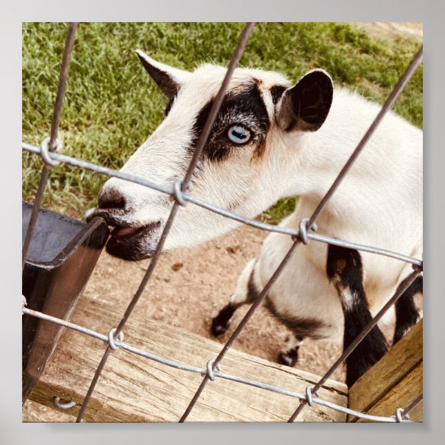 Poster chèvre aux yeux bleus (Devant)