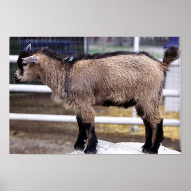Poster Chèvre bébé (Devant)