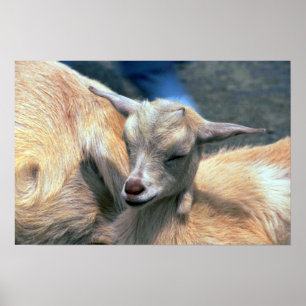 Poster Chèvre bébé