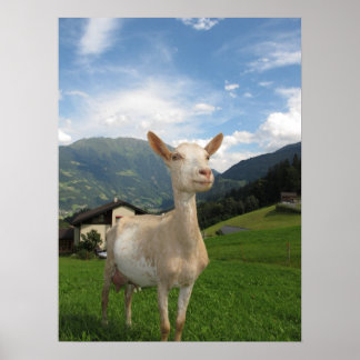 Poster Chèvre blanche