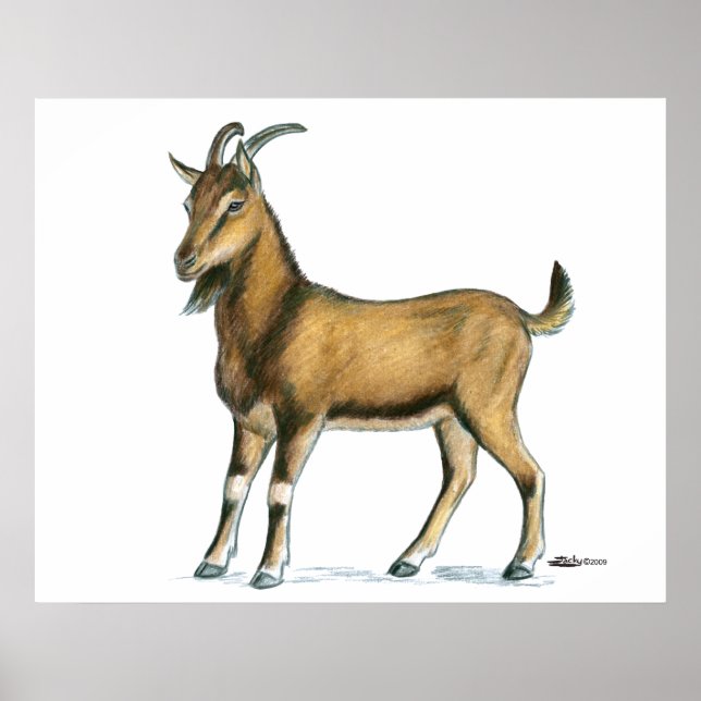 Poster Chèvre : Brown (Devant)