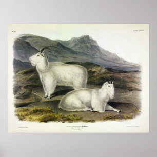 Poster Chèvre de montagne (Capra Americana par Audubon)