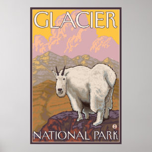 Poster Chèvre de montagne - parc national de glacier, la