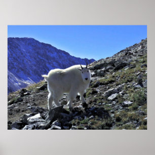 Poster Chèvre de montagne Xing