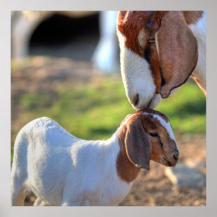 Poster Chèvre et bébé de mère