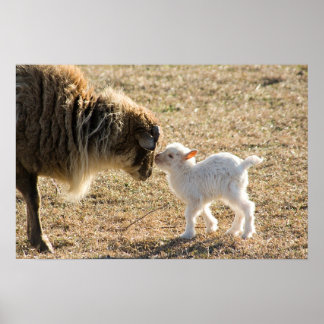Poster Chèvre et son bébé Imprimer