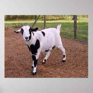 Poster Chèvre heureuse