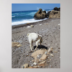 Poster Chèvre sur la plage