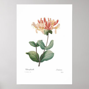 Poster Chèvrefeuille