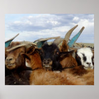 Chèvres mongoles