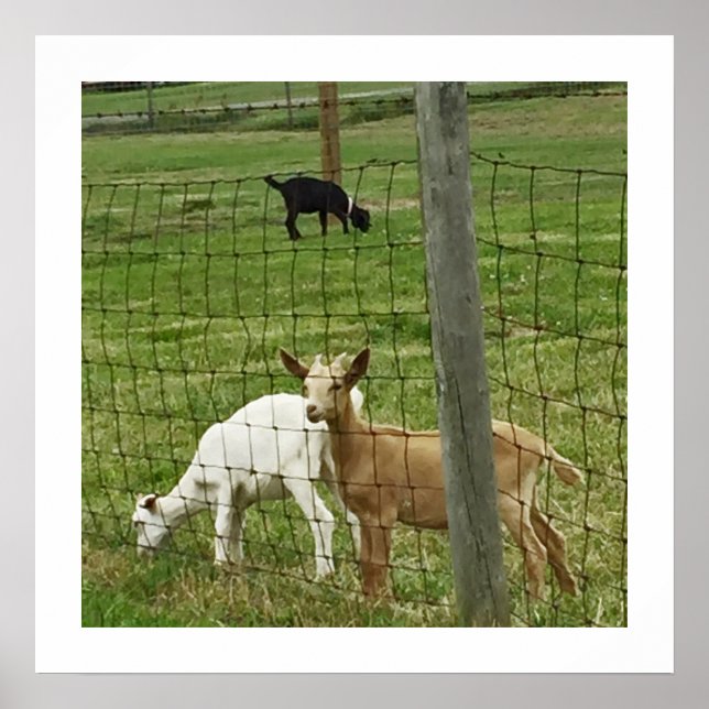 Poster Chèvres sur une ferme (Devant)