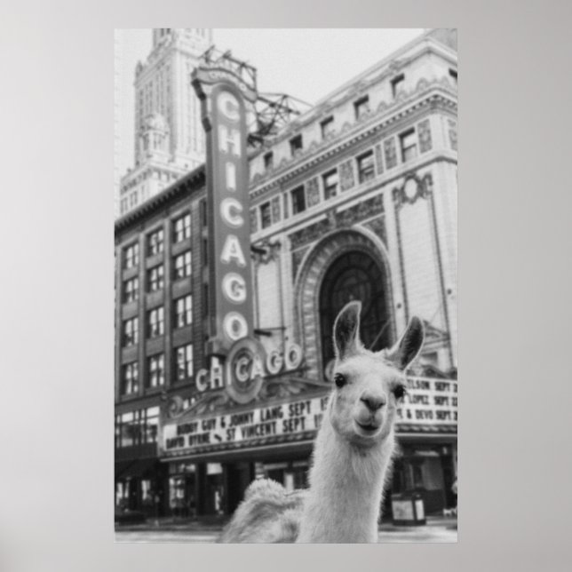 Poster Chicago Llama (Devant)