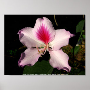 Poster Chichen Itza, Yucatan, Mexique