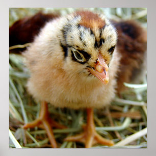 Poster Chick