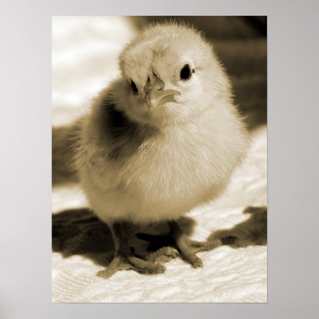 Poster Chick de démarrage (Devant)