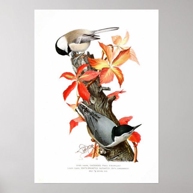 Poster Chickadee et Nuthatch (Devant)