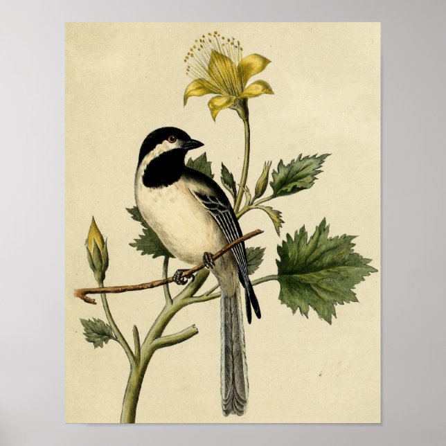 Poster Chickadee long queues (Devant)