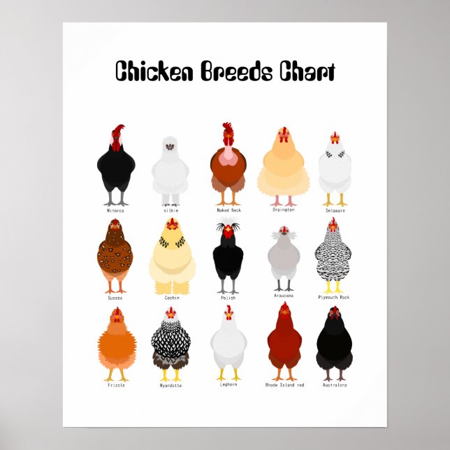 Poster chicken breeds chart (Devant)