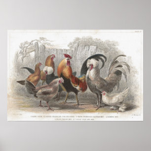 Poster Chicken & Hen Antique Lithographic print