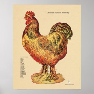 Poster Chicken Hen Surface Anatomy Chart Veterinary