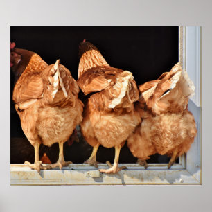 Poster Chickens butts