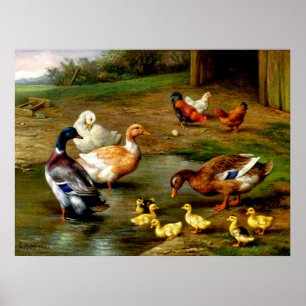 Poster Chickens, Ducks And Ducklings At The Farm