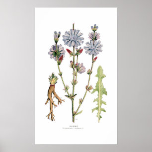Poster Chicorée