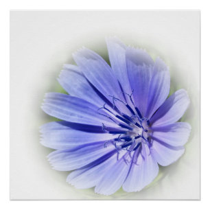 Poster chicorée bleue pourpre
