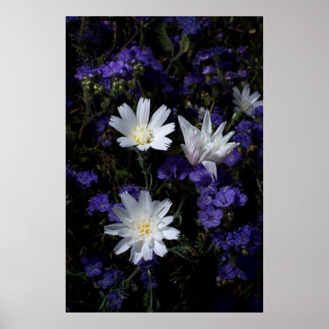Poster Chicory et fleurs sauvages de Phacélie (Devant)