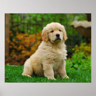 Poster Chien