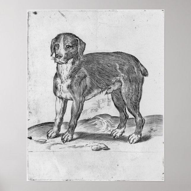 Poster Chien (Devant)