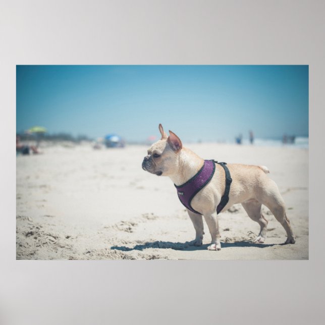 Poster Chien À La Plage (Devant)