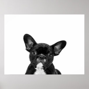Poster Chien adorable Black French Bulldog Face